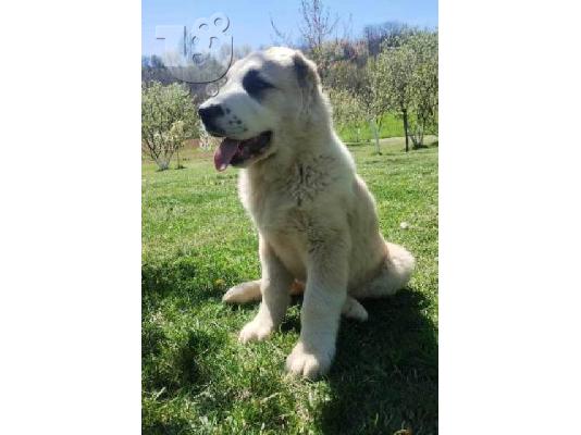 Κουτάβια Shepherd της Κεντρικής Ασίας